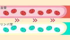血流とリンパの循環改善